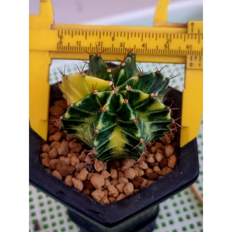 MIHA HYBRIDA MEWAH CAKEP//KAKTUS//MIHA VARIGATA X MIHA VARIGATA//DARI BIJI//KAKTUS HIAS//KAKTUS MINI