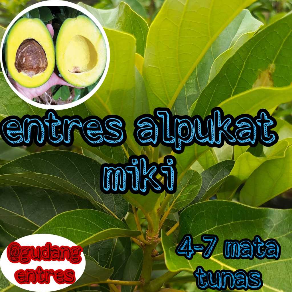 Entres Alpukat Miki Super Mata Tunas Unggul Dan Berkualitas