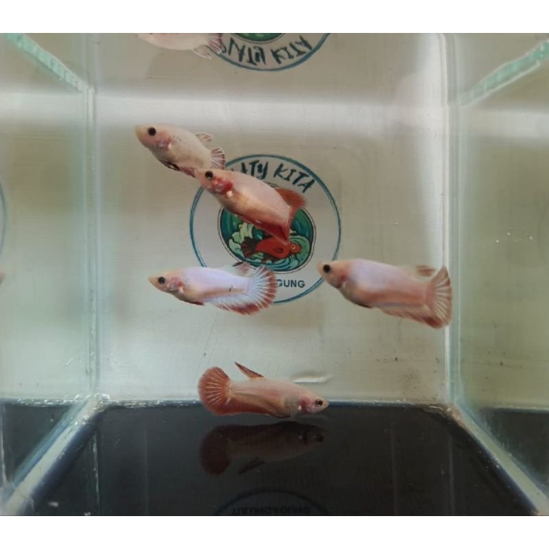 BUDIDAYA IKAN CUPANG BETINA HALFMOON BETINA (FEMALE)