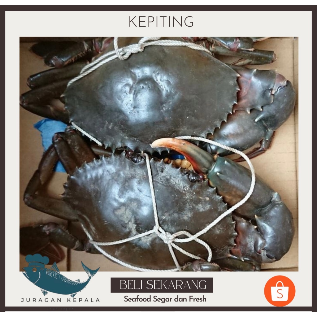 

PRE-ORDER JUARAGAN KEPITING 1 KG