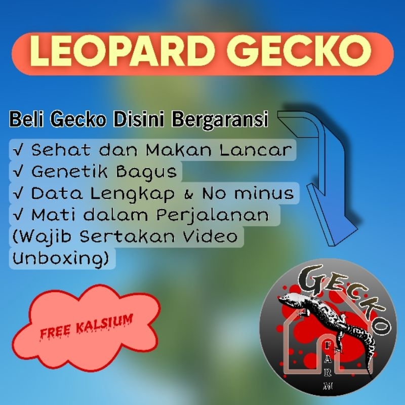 

MAINAN ANAK _ GECKO DEWASA