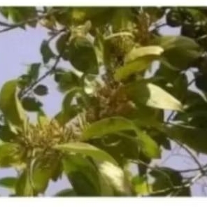 

BENALU MANGGA 1KG