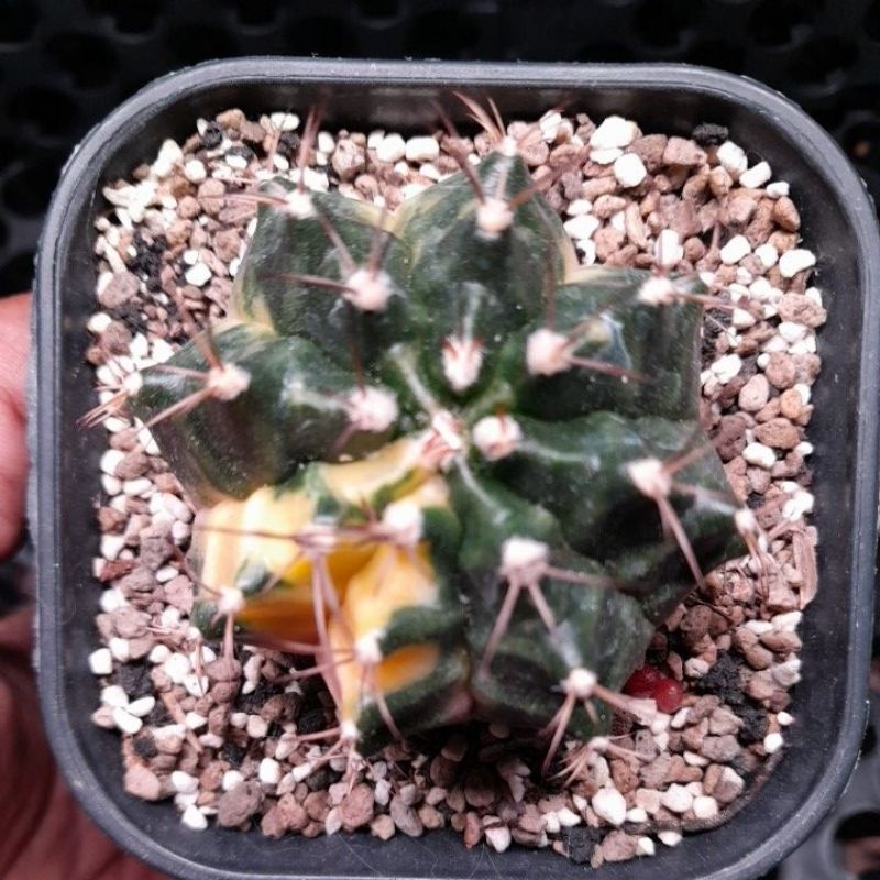 Kaktus hybrid gymno/miha varigata