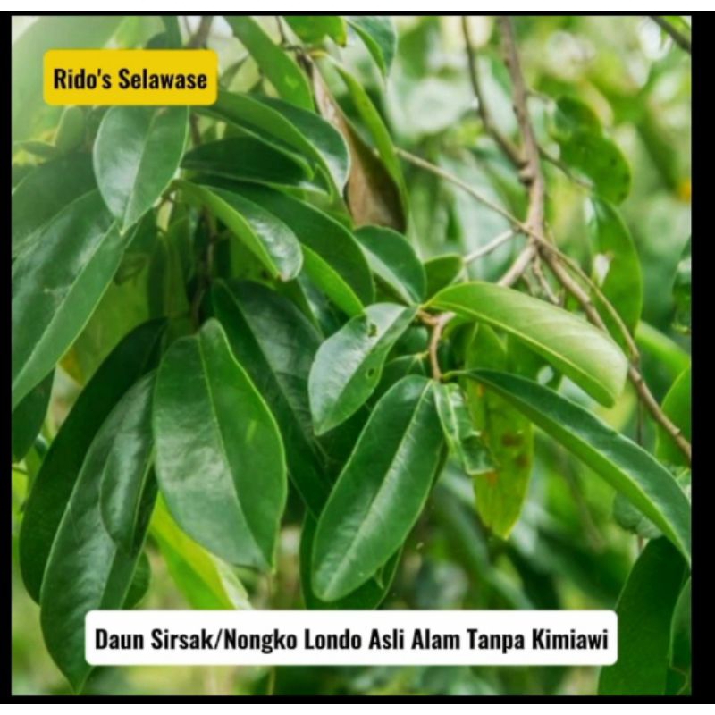 

DAUN SIRSAK FRESH & ALAMI PER 5 LEMBAR DAUN