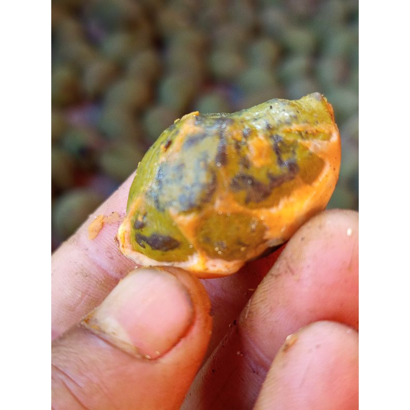 CANGKLONGAN100/3biji_JAYANTI_MILENIAL