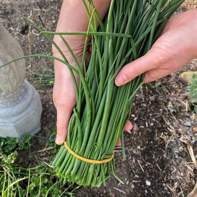 30 Biji Benih Kucai Bibit Tanaman Herb Unggul