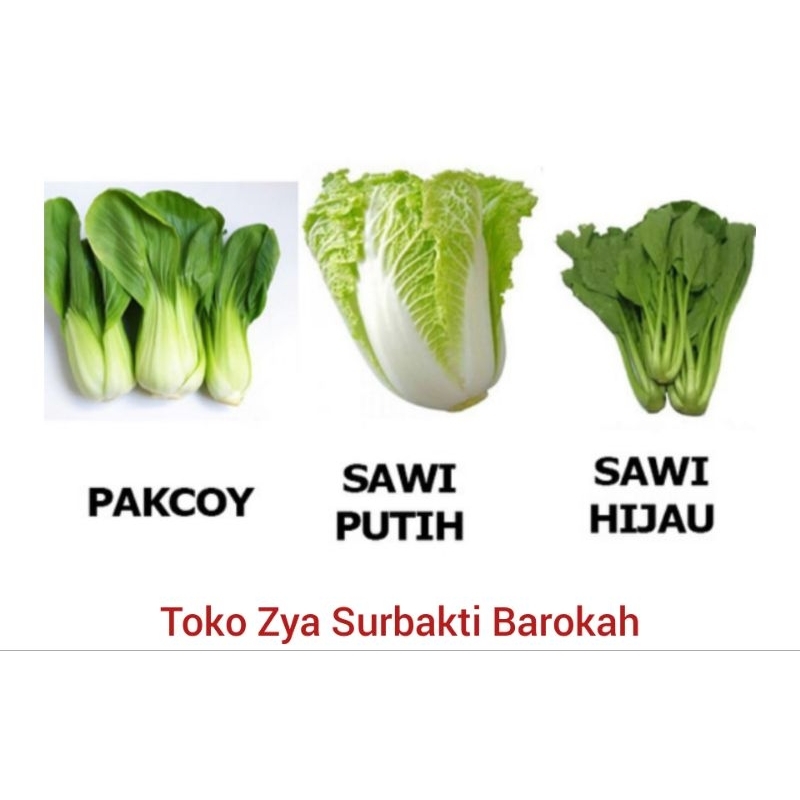 

SAWI PUTIH SAWI HIJAU CESIM PAKCOY