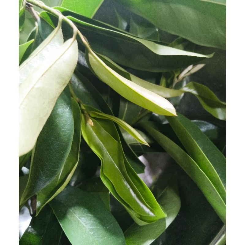 

daun sirsak segar 500gram