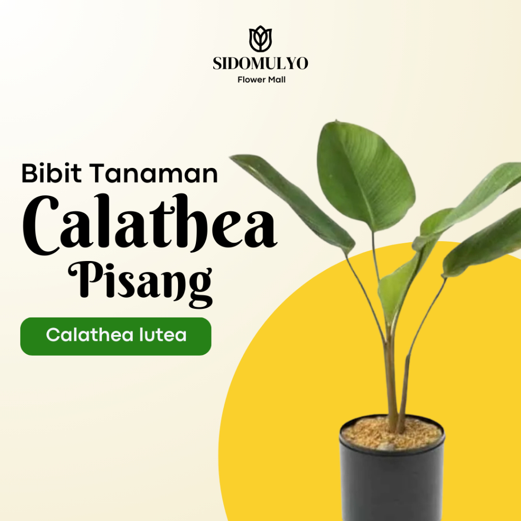Tanaman Hias Calathea Pisang - Calathea Lutea Kalatea Meranti Sepat Pisang Tinggi Bibit 50-100 cm