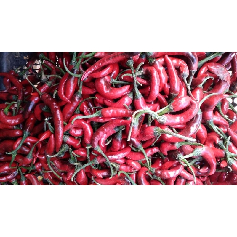

Cabe Merah Besar 1 Kg. Lombok Abang. Cabai Merah.