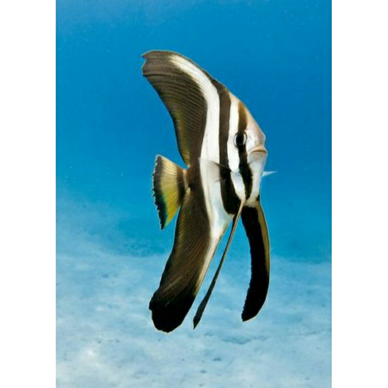 

IKAN HIAS LAUT PREDATOR PLATAK DAUN