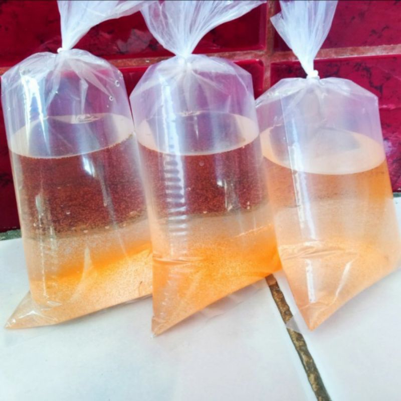 kutu air moina pakan burayak