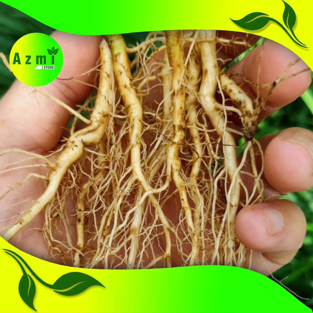 

akar jahe segar akar jahe segar 100 gr