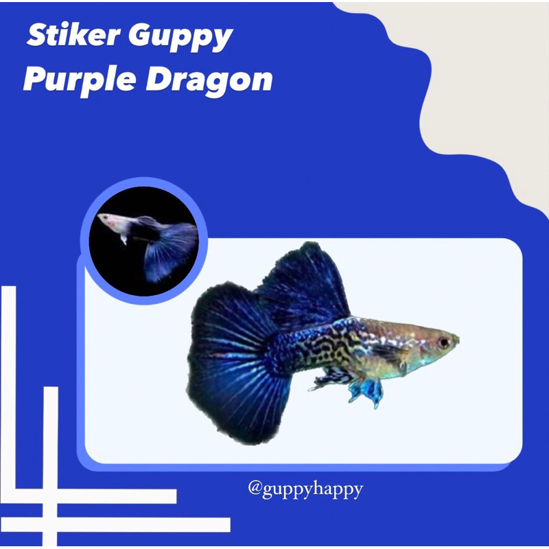 STIKER GUPPY PURPLE DRAGON