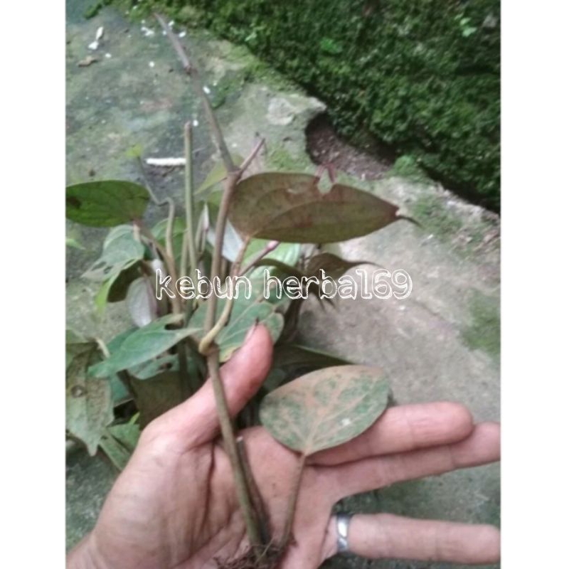 Bibit stek lada perdu/lada putih