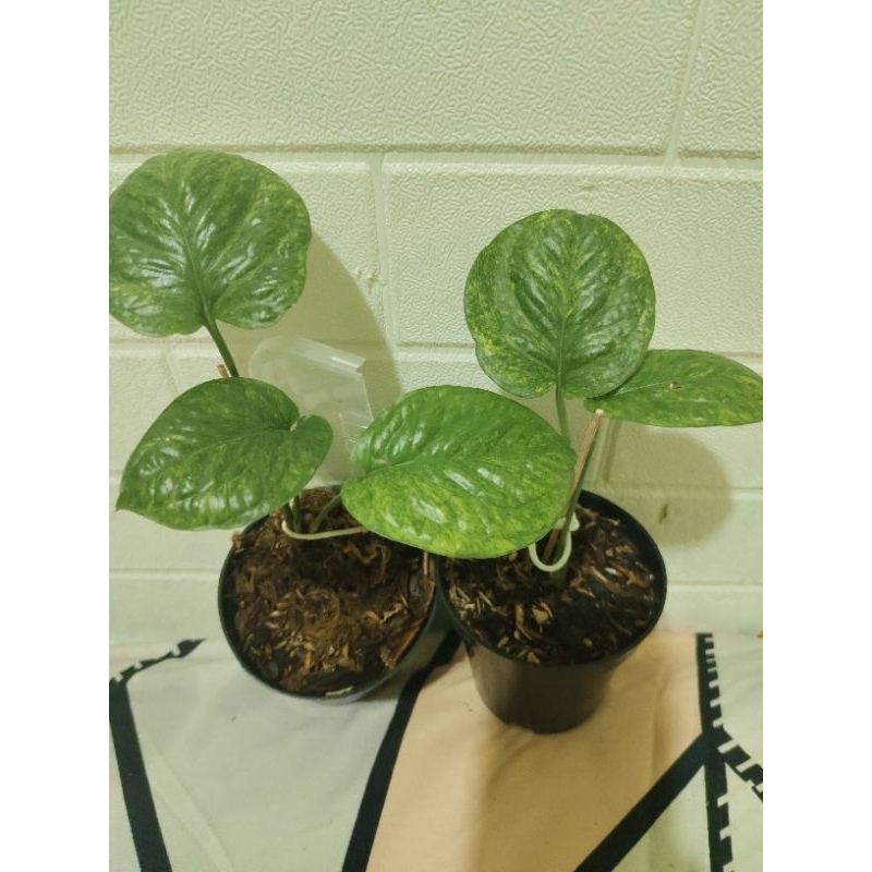 Monstera Amydrium Galaxy