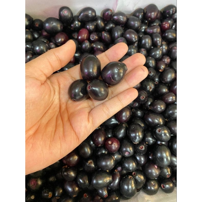 buah jamblang|buah juwet|buah duwet|buah jamblang segar|buah juwet segar