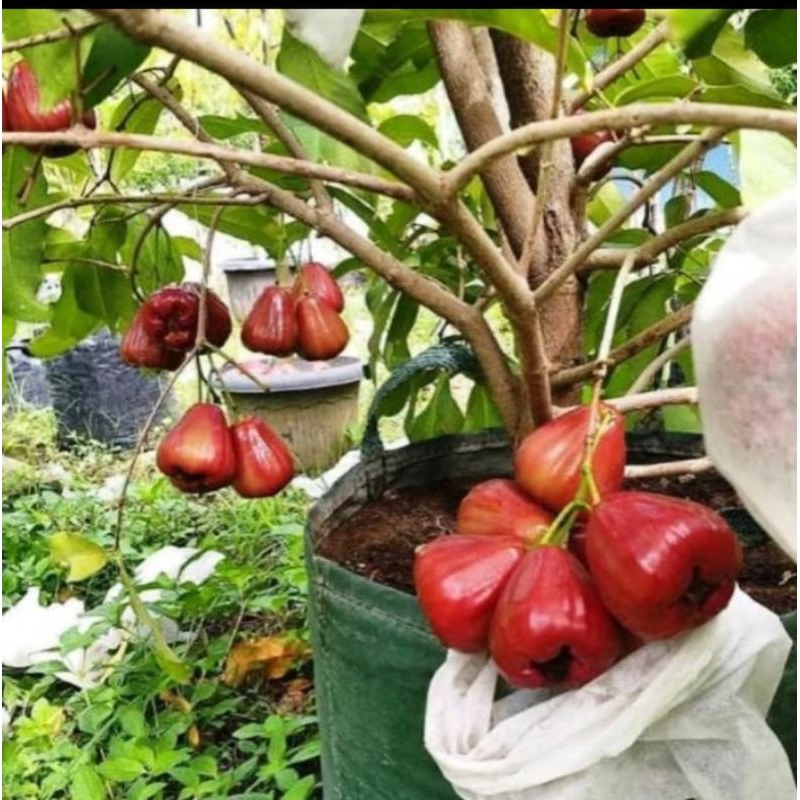 Bibit jambu air Dalhari okulasi bisa TABULAMPOT