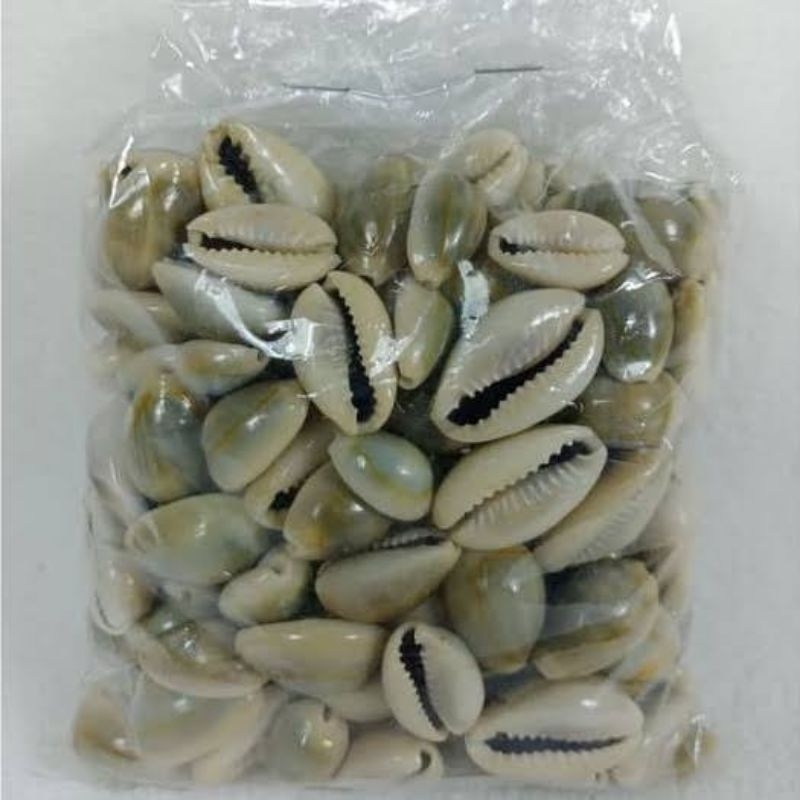 kewuk abu 100 gram kuwuk abu biji congkak kerang congkak