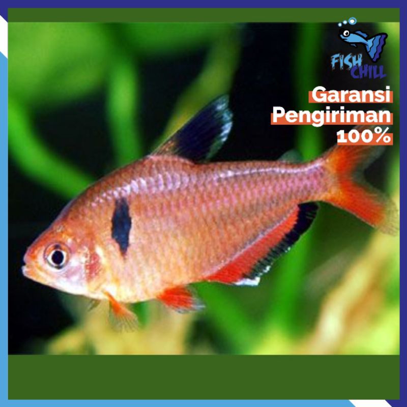Hiasan Aquarium • SERVEI TETRA F|sH • Aquascape Soliter Mini Lampu LED Batu Pasir Malang Aksesoris M
