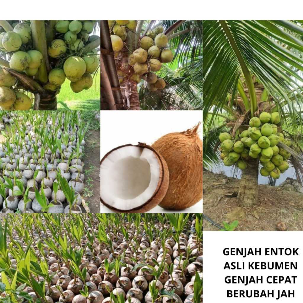 Bibit Kelapa Entok Kebumen, Bibit Kelapa Hibrida Terdekat,Bibit Kelapa Hibrida Hijau