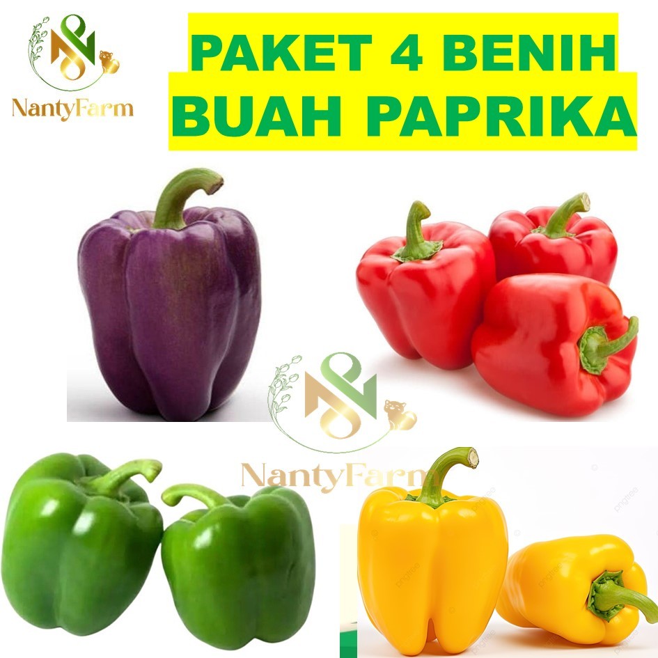 Paket Benih Paprika Merah Kuning Hijau Ungu Benih Paprika Benih Buah Paprika