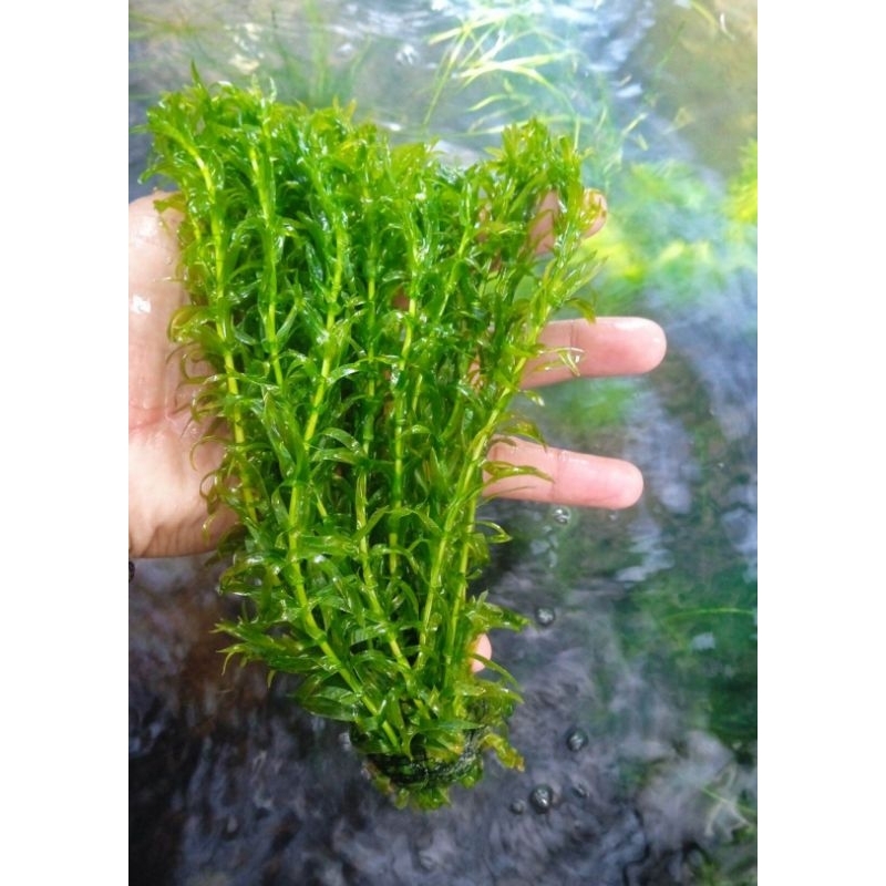 ganggang Hydrilla Verticillata/egeria densa panjang 10 cm