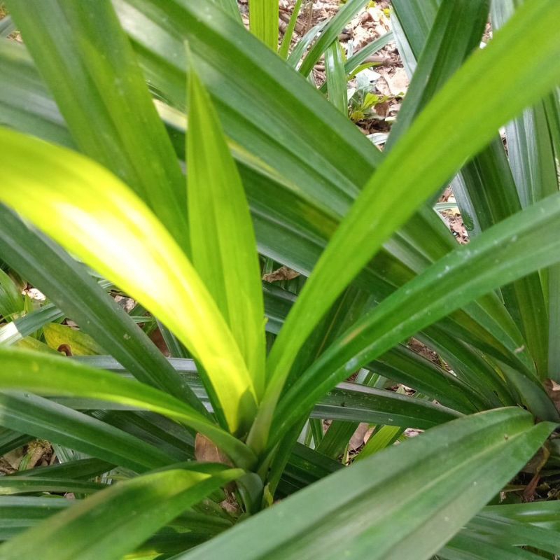 

Daun pandan wangi 1kg