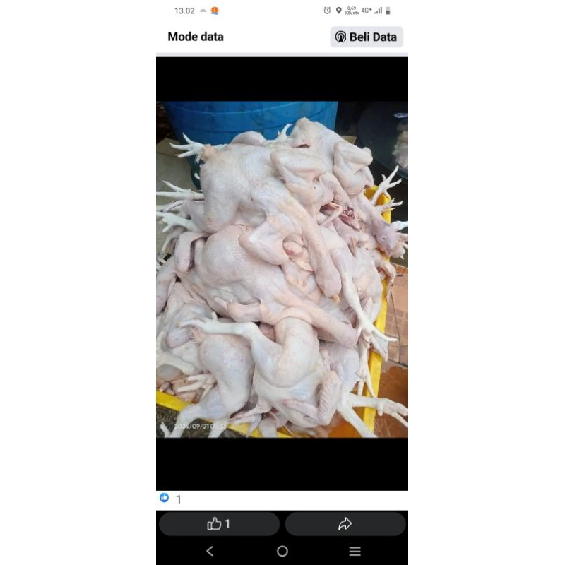 

ayam 1ekor -+1Kg Segar