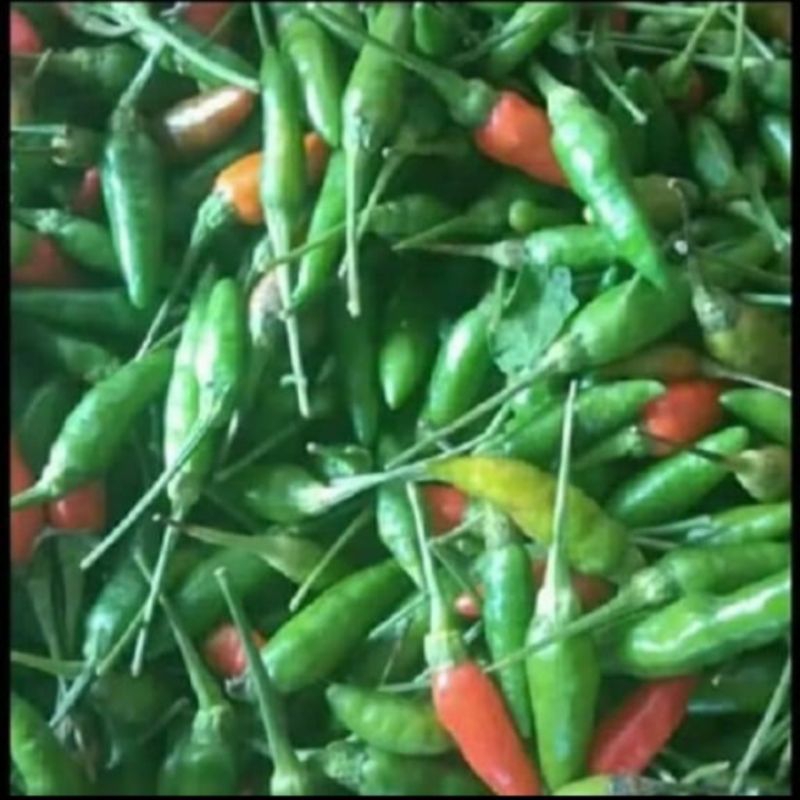 

Cabai Rawit Hijau Segar 500 gram