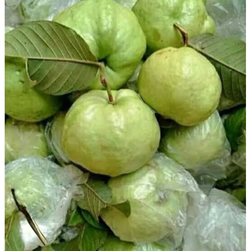 

Buah Jambu Kristal Super 1 kg