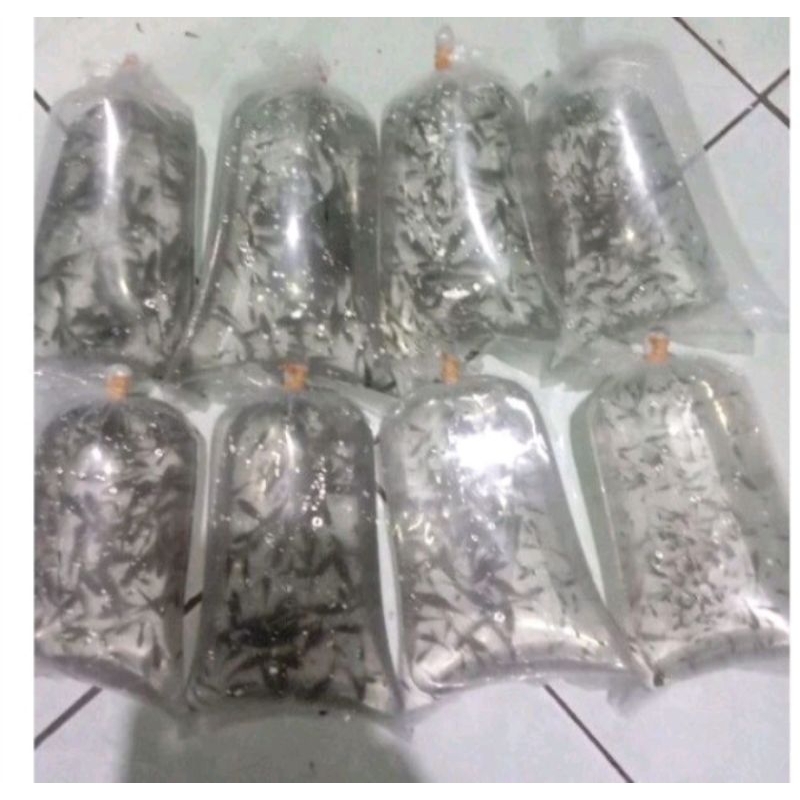 ikan cere pakan ikan arwana  datz oscar  pass