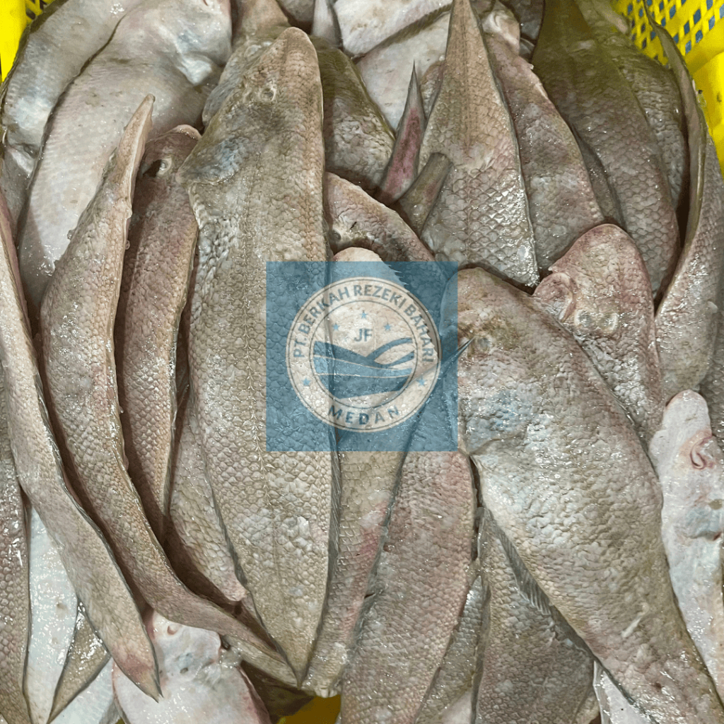 

Ikan Lidah Segar per kg
