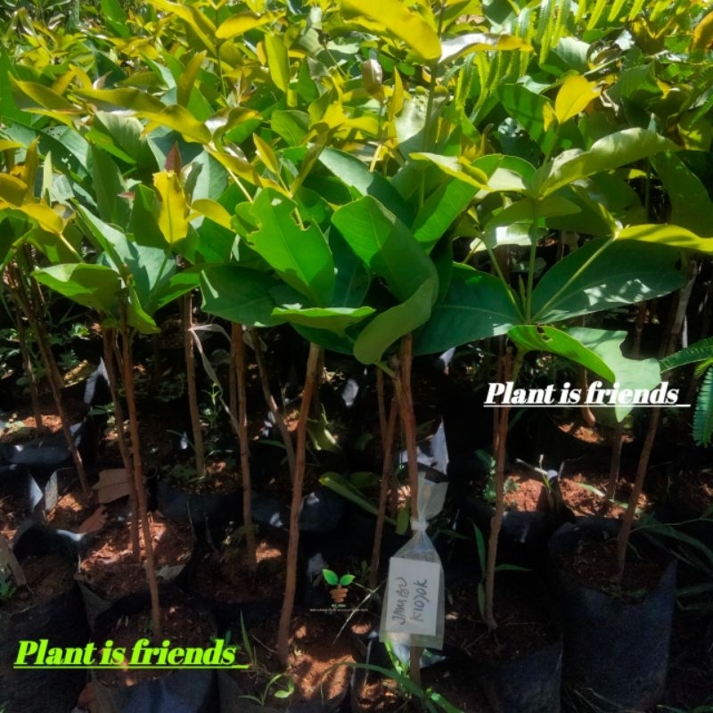 BIBIT JAMBU AIR KIOJOK OKULASI TANAMAN JAMBU AIR KIOJOK SUPER