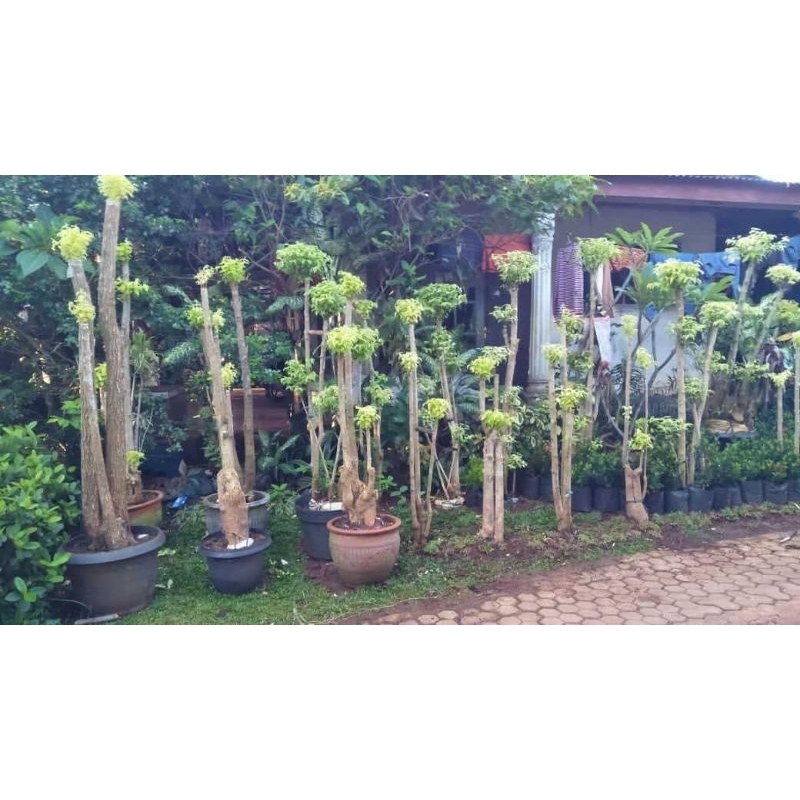 

Bonsai Anting Putri Ukuran 1meter