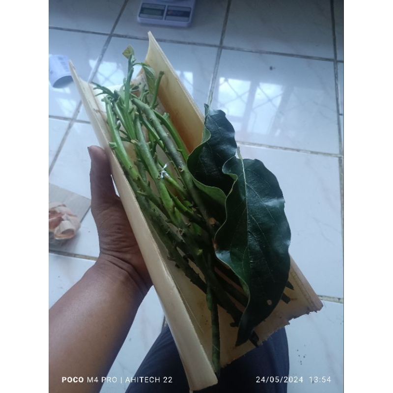 entres alpukat siger asli Lampung minimal order 5