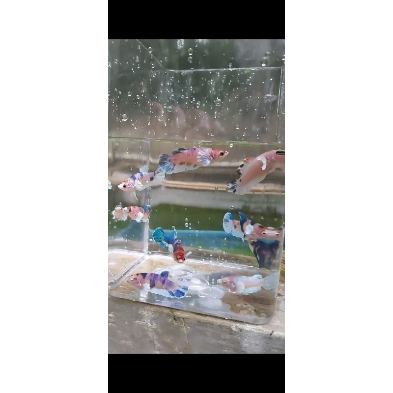 Cupang dumbo ear betina