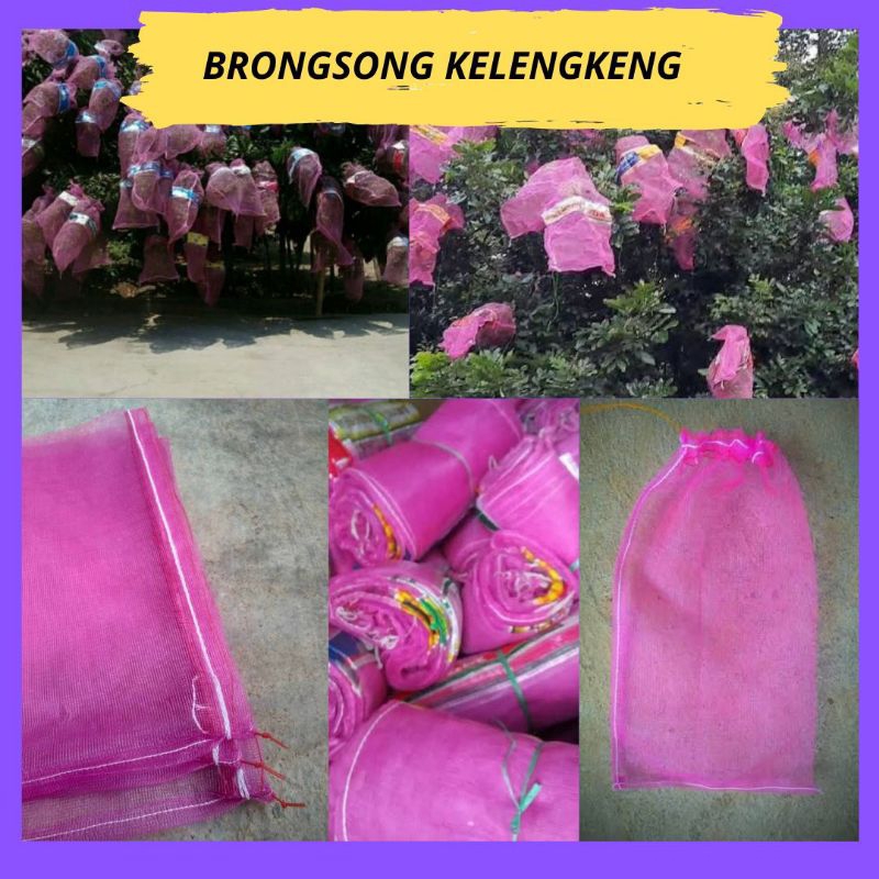TERBAGUS. Bungkus Klengkeng Di Pohon, Bungkus Buah Kelengkeng, Bungkus Buah Lengkeng