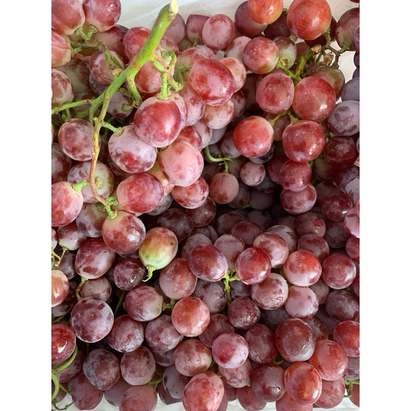 

jual buah anggur 45rb