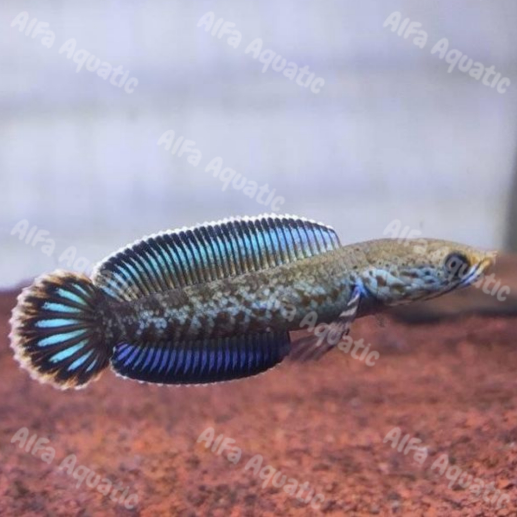 Dekorasi Aquarium Channa Andrao  5-8cm gondrong