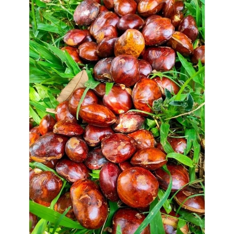 

(COD)JENGKOL MENTAH TUA PULEN MURAH TERLARIS SESUAI FOTO JENGKOL SUPER