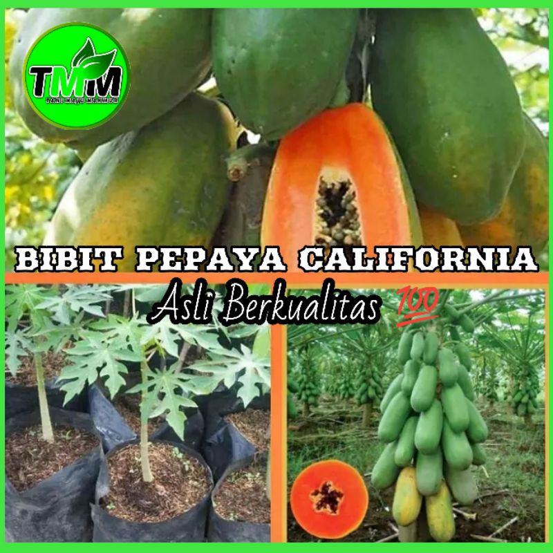 BIBIT PEPAYA CALIFORNIA ASLI BERKUALITAS