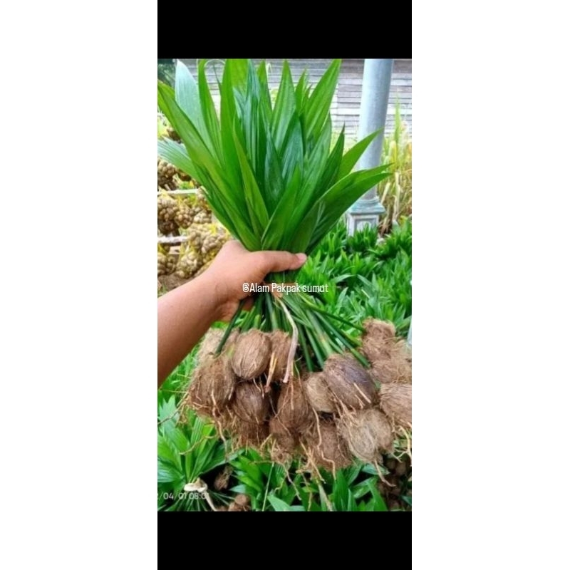 Bibit pinang batara siap tanam