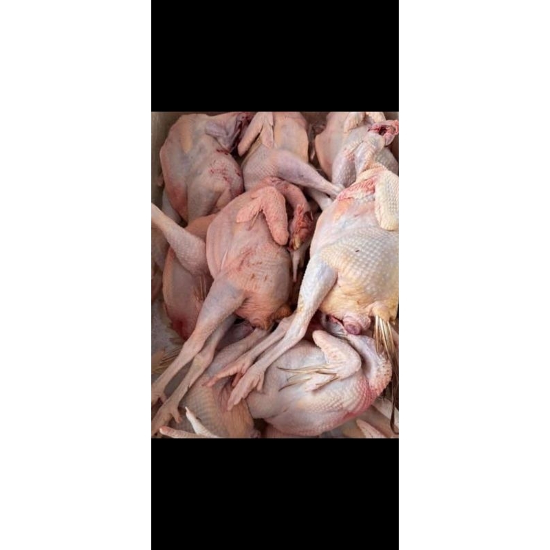 

Ayam Petelur 1ekor Berat 1.4kg-1.7kg