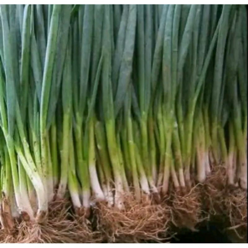 

Bawang Daun Segar / 500gr. Fresh langsung dari petani