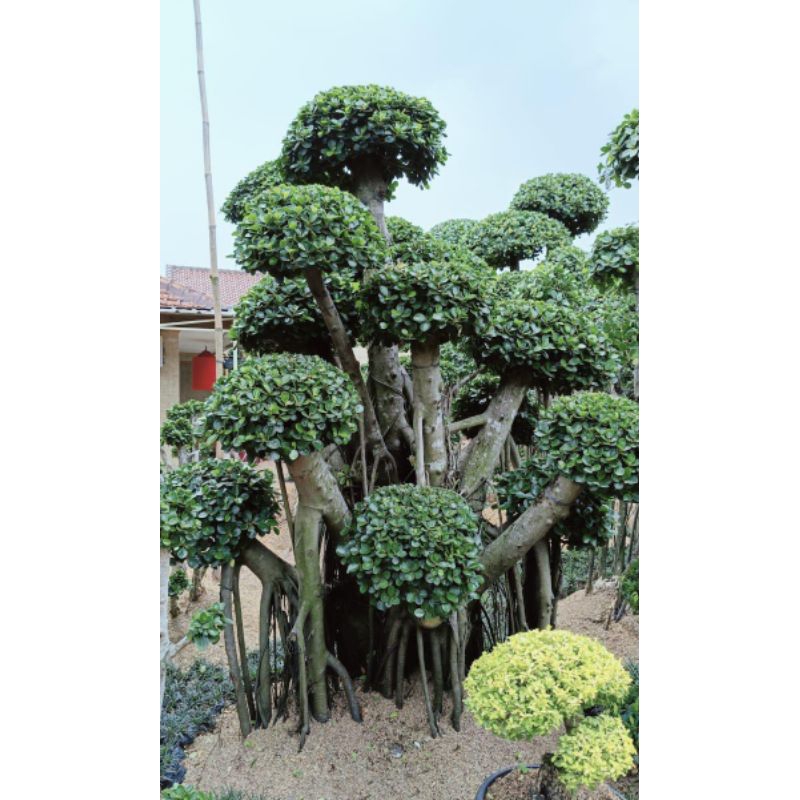 Bonsai beringin dolar / bonsai beringin korea