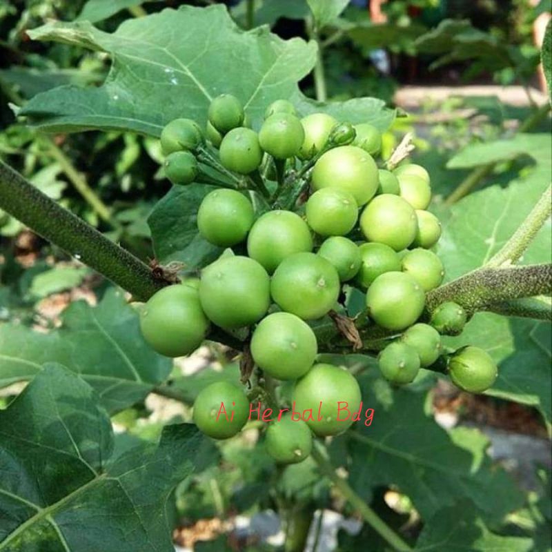 

buah pokak/takokak/cepokak 500g