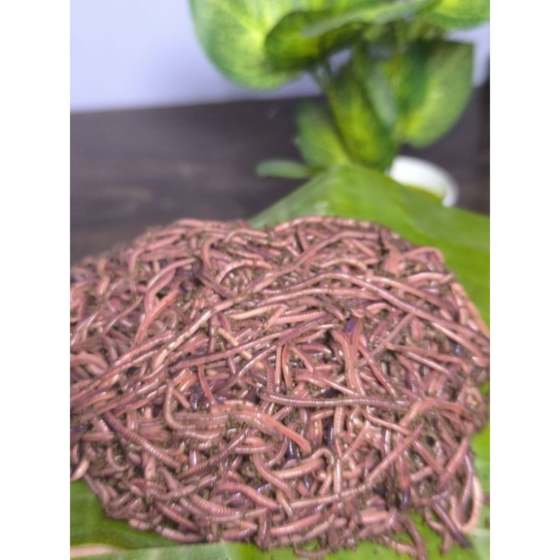 Cacing Tanah Hidup Umpan Mancing & pakan burung