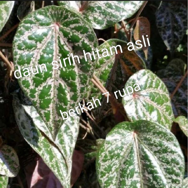 DAUN SIRIH MERAH /HITAM LANGKA per 15 lembar