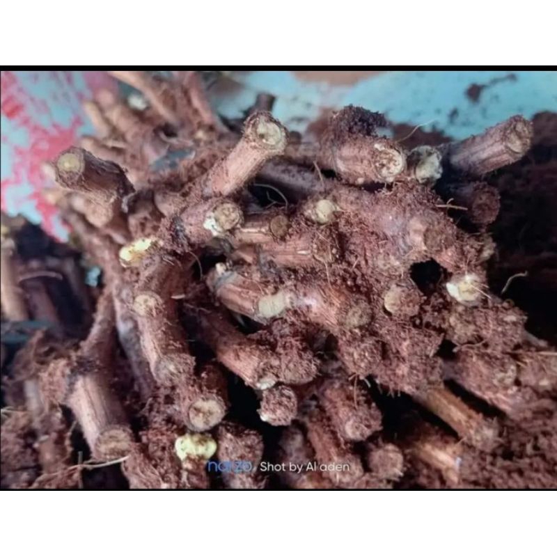 cutting anggur isabella, red master, cleo negra, kordex cutting bisa request (khusus buat belajar gr